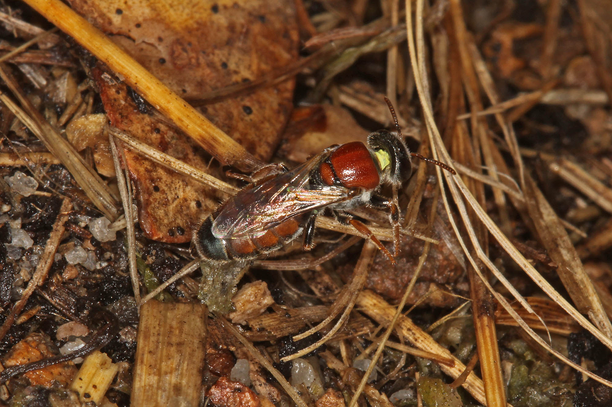 Eurglossa adelaidae female, Ballandean QLD © Marc Newman