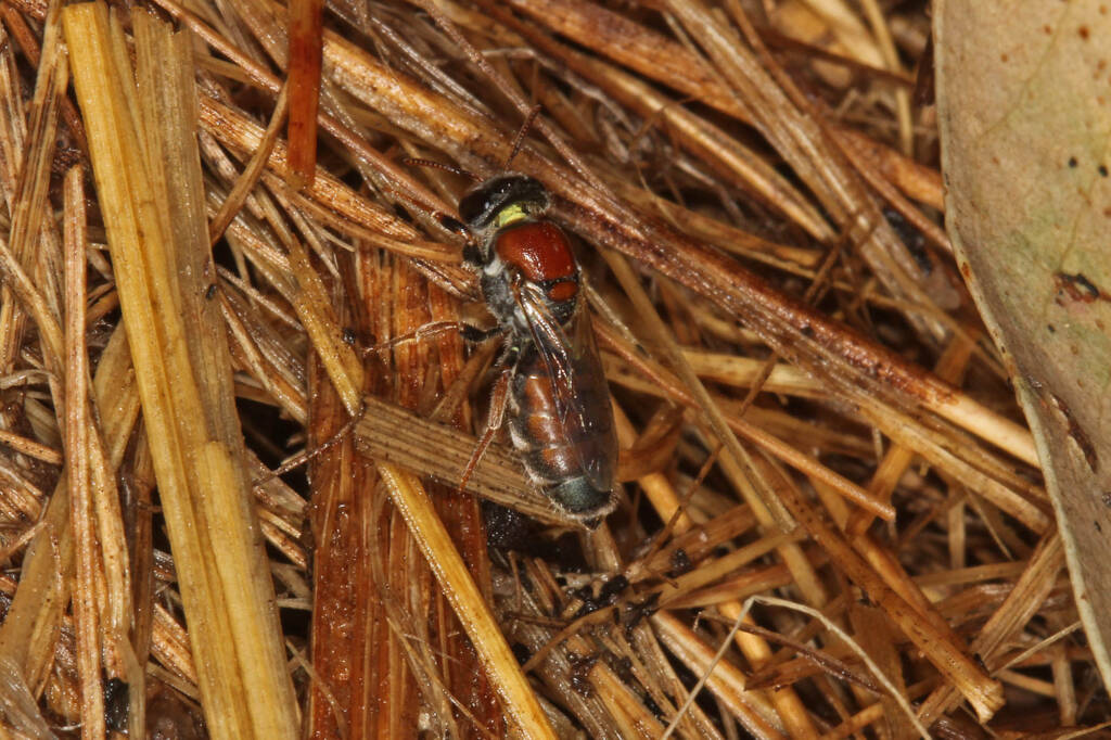 Eurglossa adelaidae female, Ballandean QLD © Marc Newman