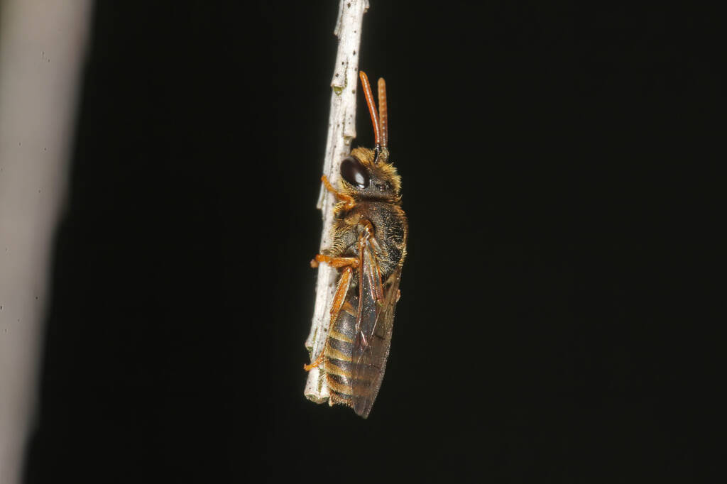 Eurglossa adelaidae male, Ballandean QLD © Marc Newman