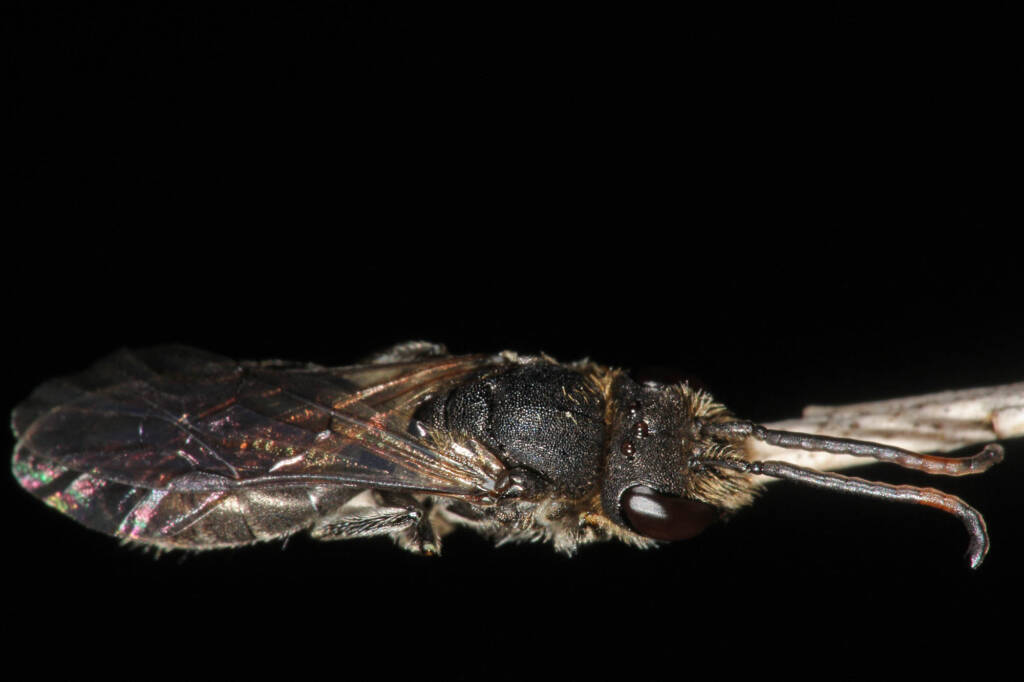 Eurglossa ephippiata, Ballandean QLD © Marc Newman