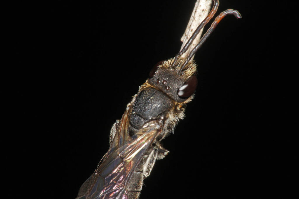 Eurglossa ephippiata, Ballandean QLD © Marc Newman