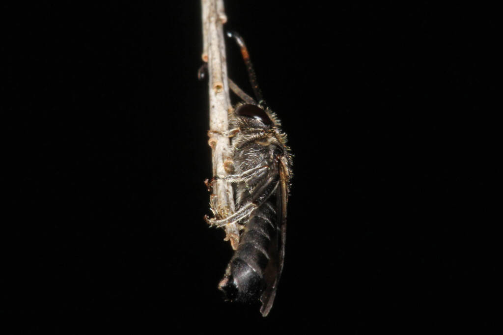 Eurglossa ephippiata, Ballandean QLD © Marc Newman