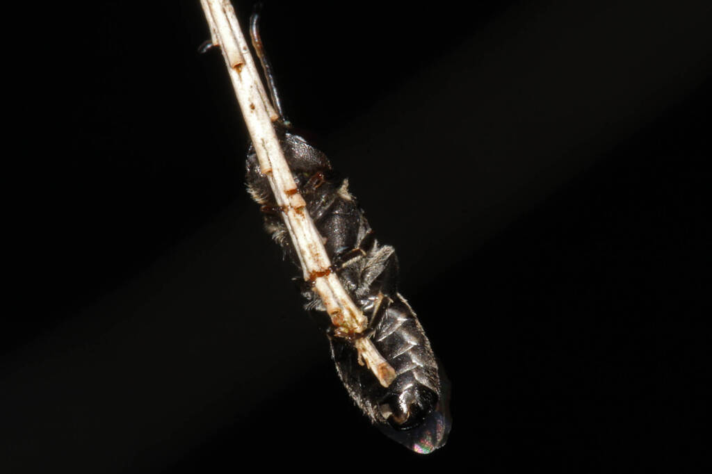 Eurglossa ephippiata, Ballandean QLD © Marc Newman