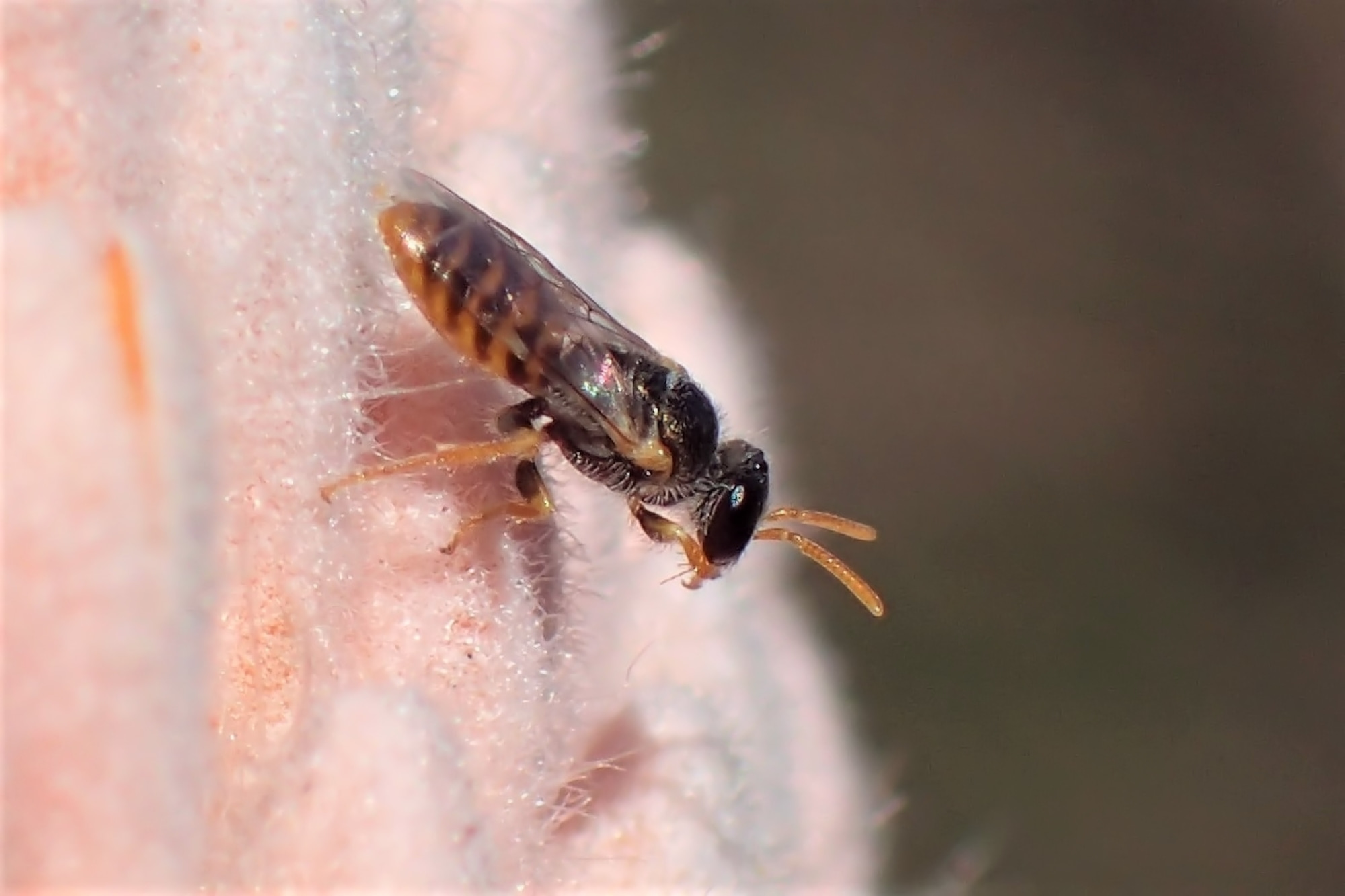Family Euryglossinae, Midwest WA © Gary Taylor