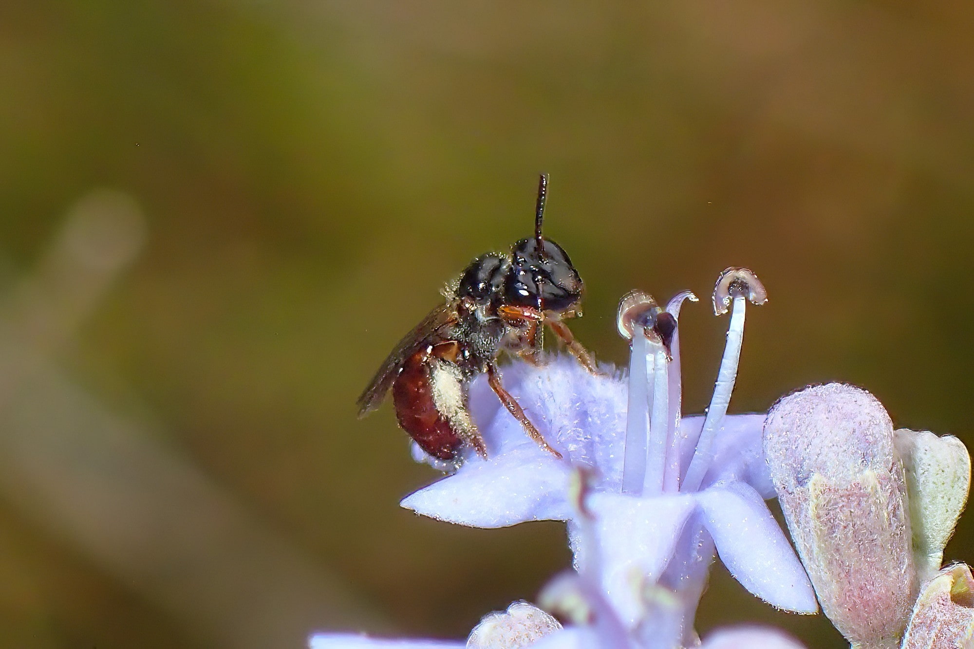 Expressions of the Exoneura sp, Midwest WA © Gary Taylor