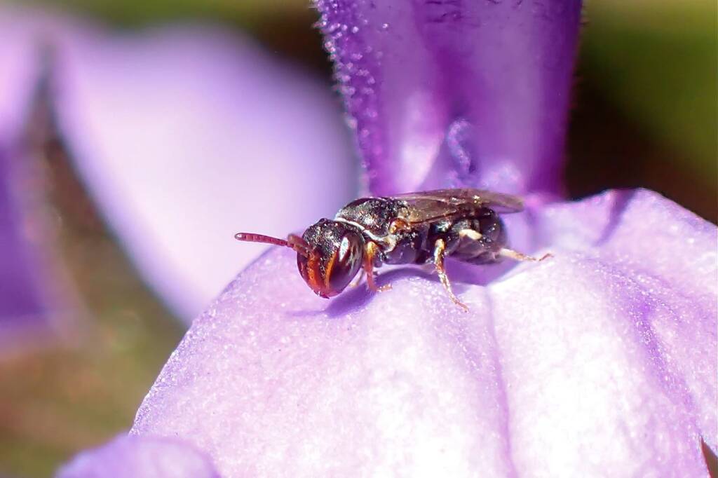 Female Prosopisteron sp © Gary Taylor