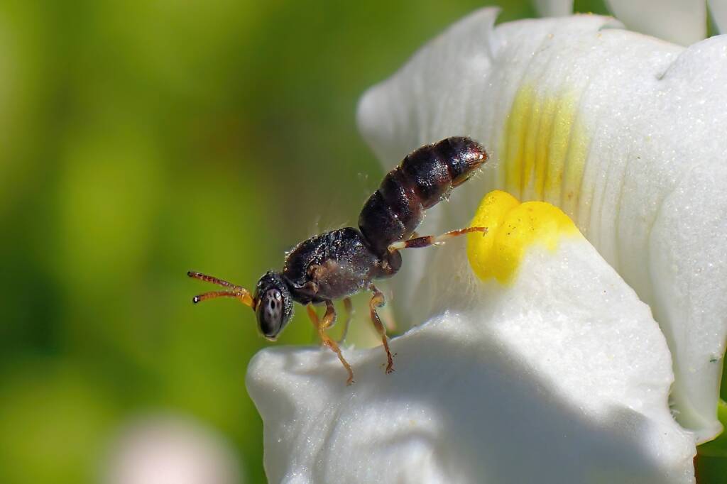 Male Prosopisteron sp © Gary Taylor