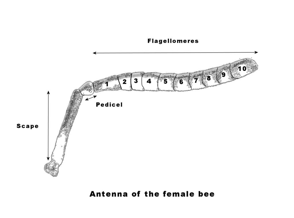 Antenna of the female bee