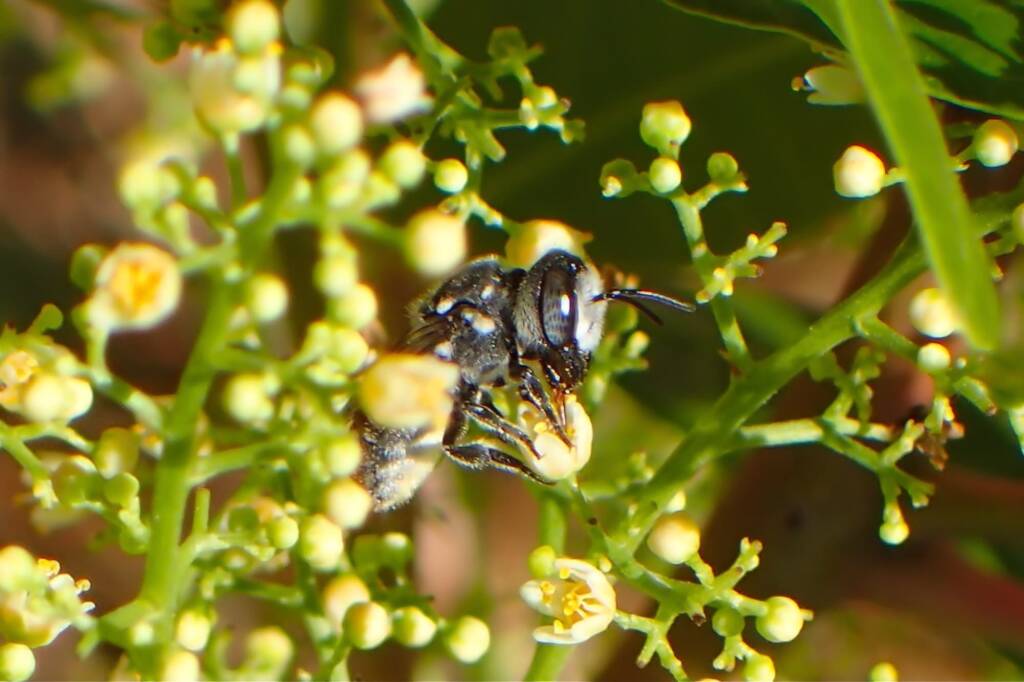 Female Megachile sp © Gary Taylor