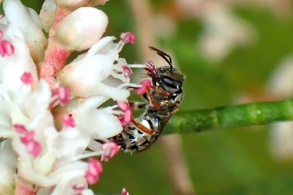 Lasioglossum (Homalictus) on Tamarisk, Midwest WA © Gary Taylor