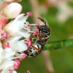 Lasioglossum (Homalictus) on Tamarisk, Midwest WA © Gary Taylor