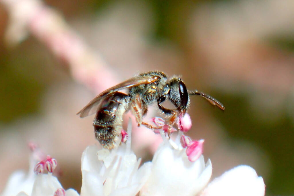 Lasioglossum (Homalictus) on Tamarisk, Midwest WA © Gary Taylor