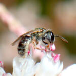 Lasioglossum (Homalictus) on Tamarisk, Midwest WA © Gary Taylor