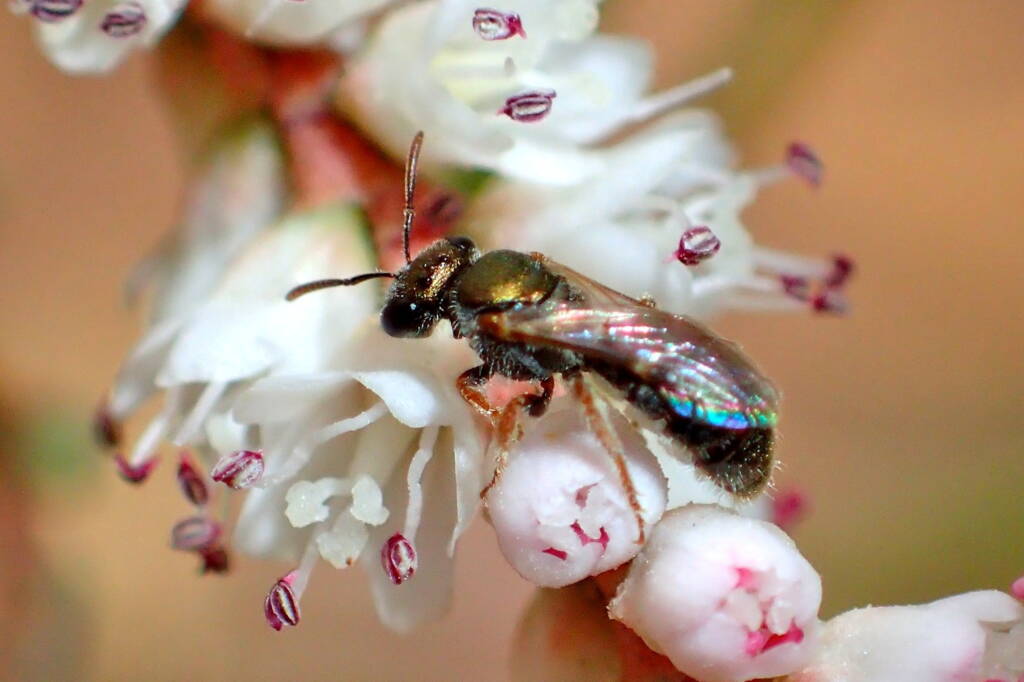 Lasioglossum (Homalictus) on Tamarisk, Midwest WA © Gary Taylor