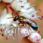 Lasioglossum (Homalictus) on Tamarisk, Midwest WA © Gary Taylor