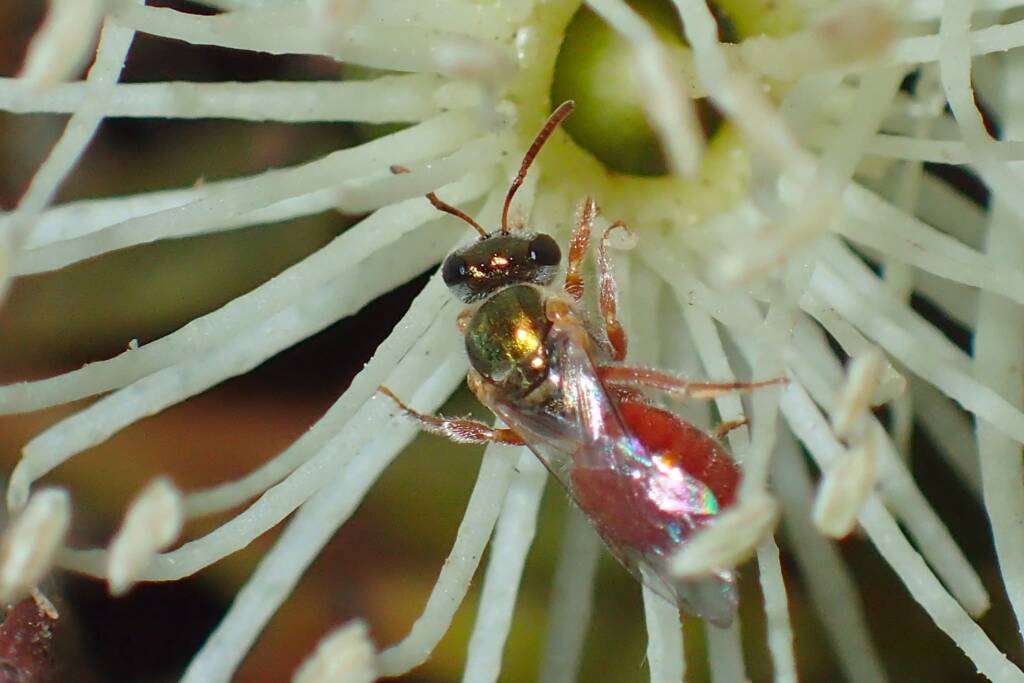 Homalictus dotatus, Midwest WA © Gary Taylor