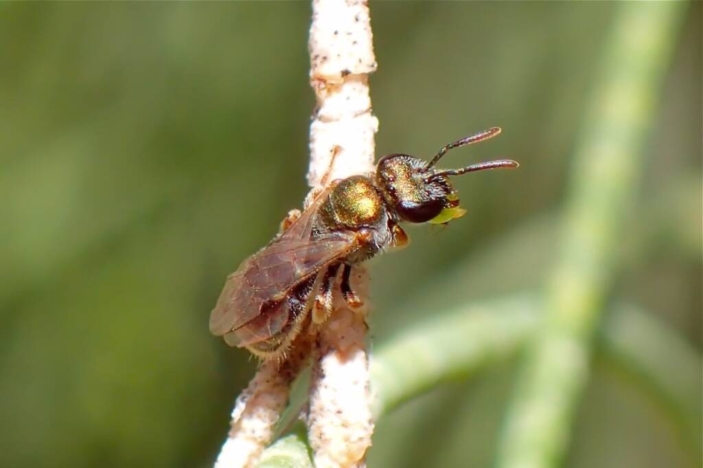 Homalictus © Gary Taylor