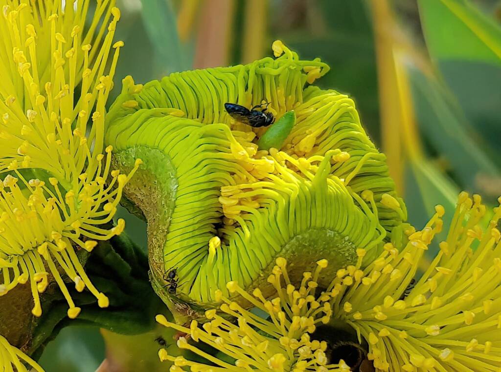 Hylaeus albonitens, Alice Springs, NT