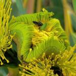 Hylaeus albonitens, Alice Springs, NT
