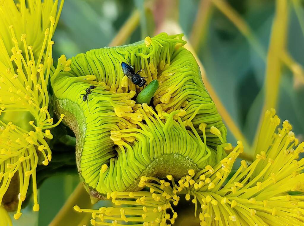 Hylaeus albonitens, Alice Springs, NT