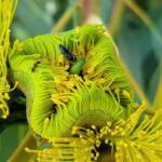 Hylaeus albonitens, Alice Springs, NT