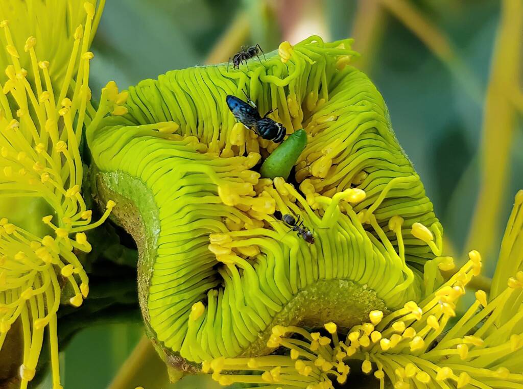 Hylaeus albonitens, Alice Springs, NT