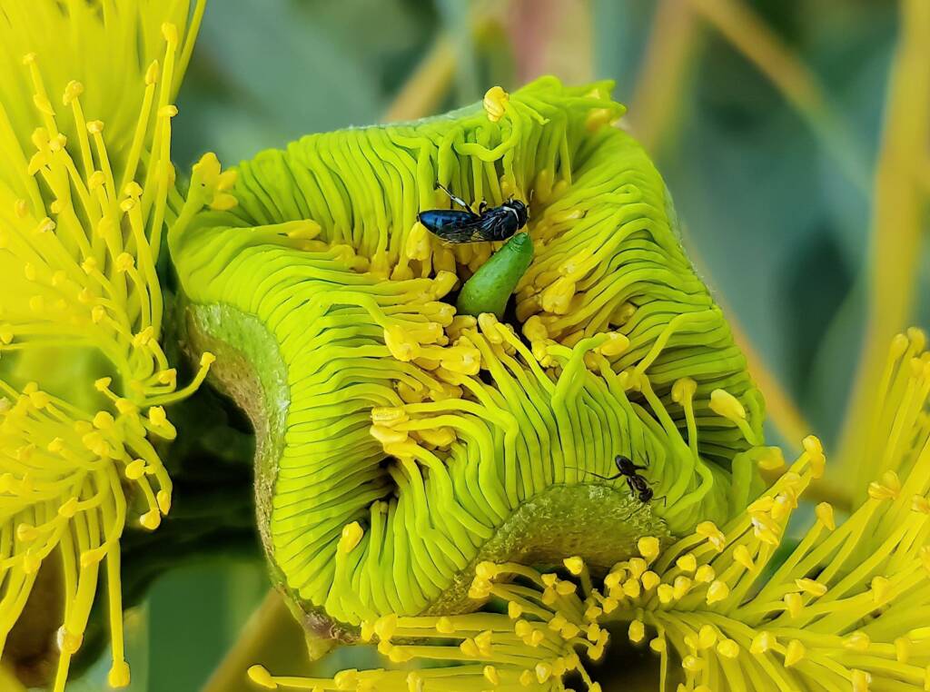 Hylaeus albonitens, Alice Springs, NT