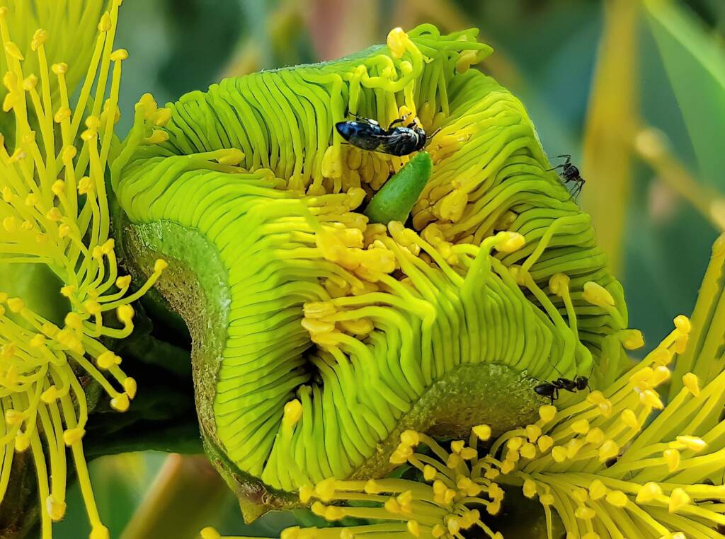 Hylaeus albonitens, Alice Springs, NT