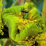 Hylaeus albonitens, Alice Springs, NT