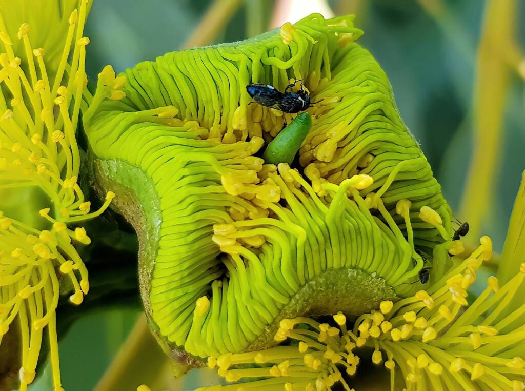 Hylaeus albonitens, Alice Springs, NT