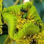 Hylaeus albonitens, Alice Springs, NT