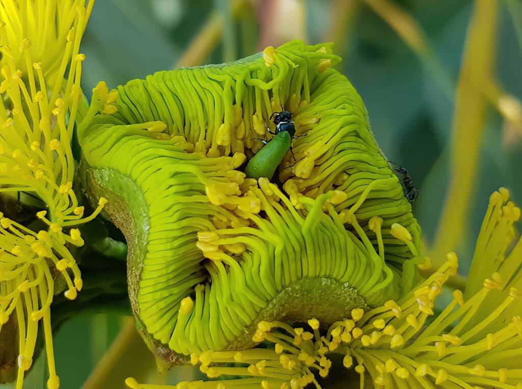 Hylaeus albonitens, Alice Springs, NT