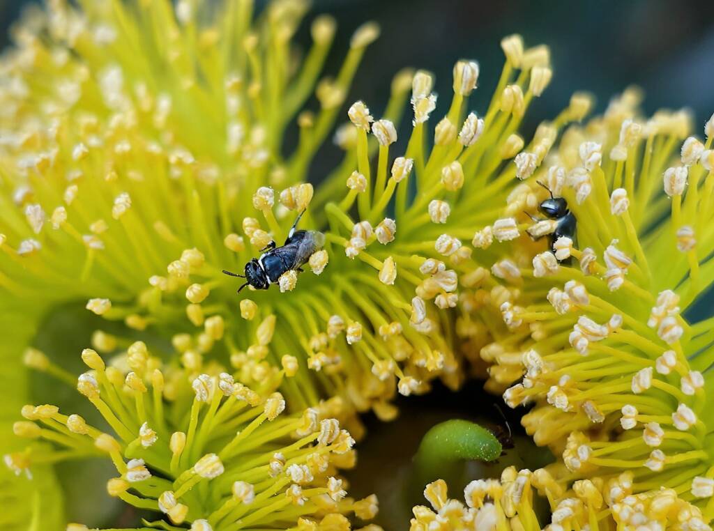 Hylaeus albonitens, Alice Springs, NT
