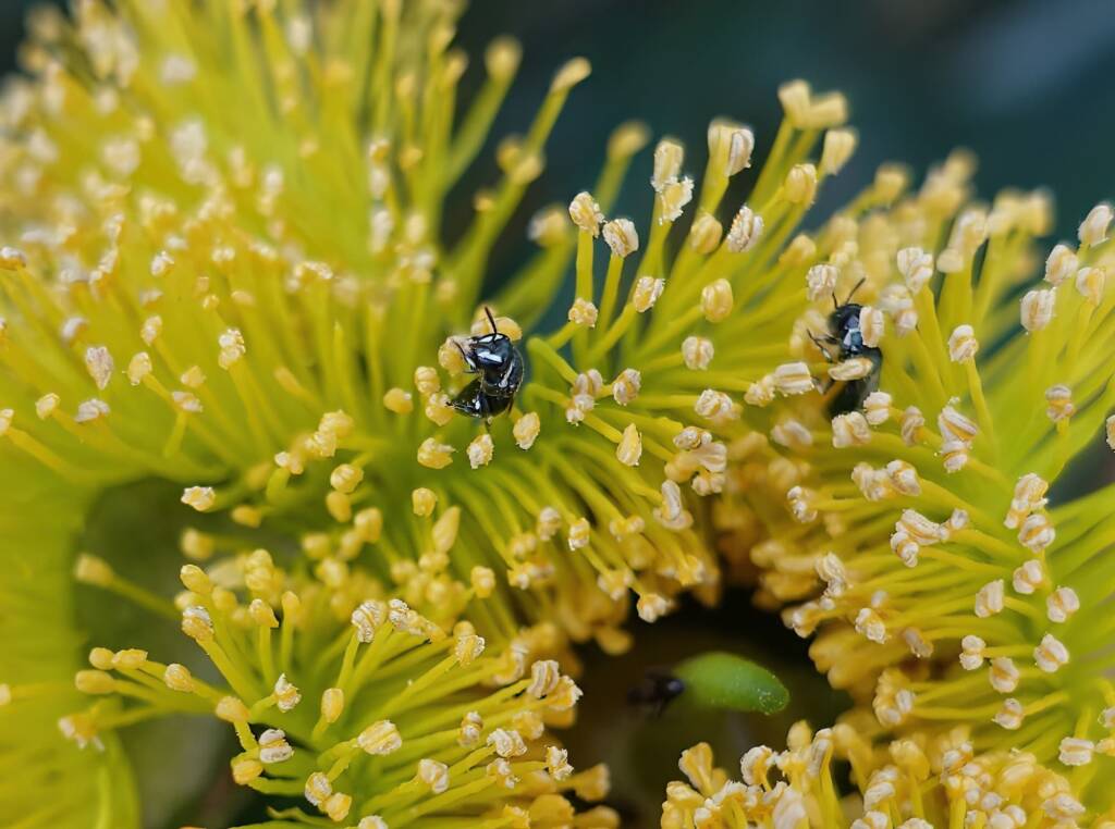 Hylaeus albonitens, Alice Springs, NT