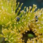 Hylaeus albonitens, Alice Springs, NT