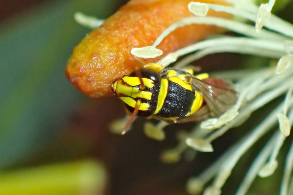 Hylaeus elegans, Midwest WA © Gary Taylor