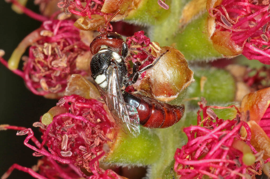 Hylaeus (Euprosopoides) ruficeps ruficeps female on Callistemon © Marc Newman