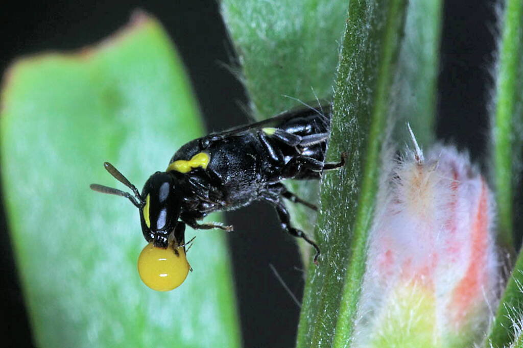 Hylaeus (Gnathoprosopis) euxanthus bubbling © Marc Newman