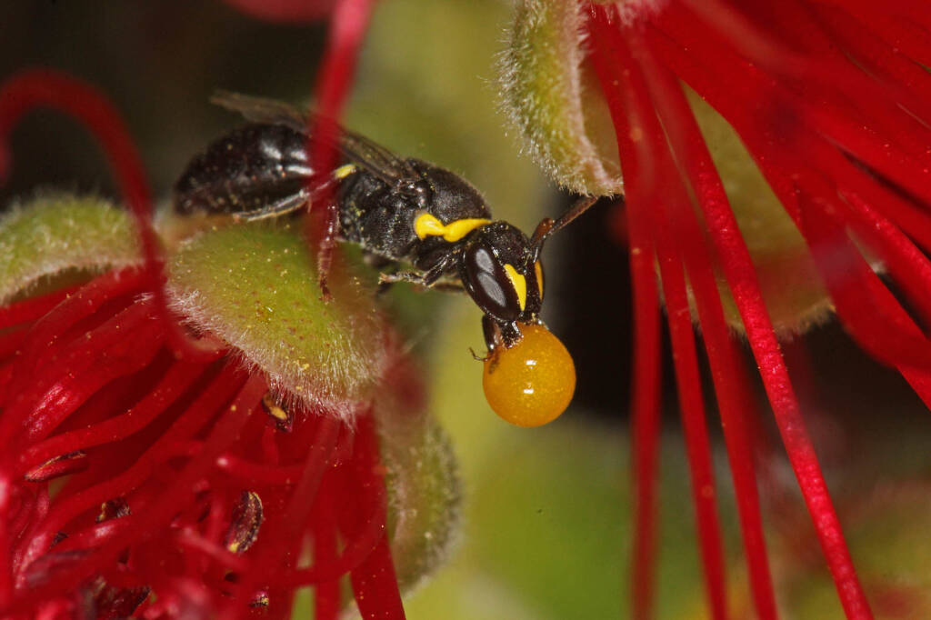 Hylaeus (Gnathoprosopis) euxanthus bubbling © Marc Newman