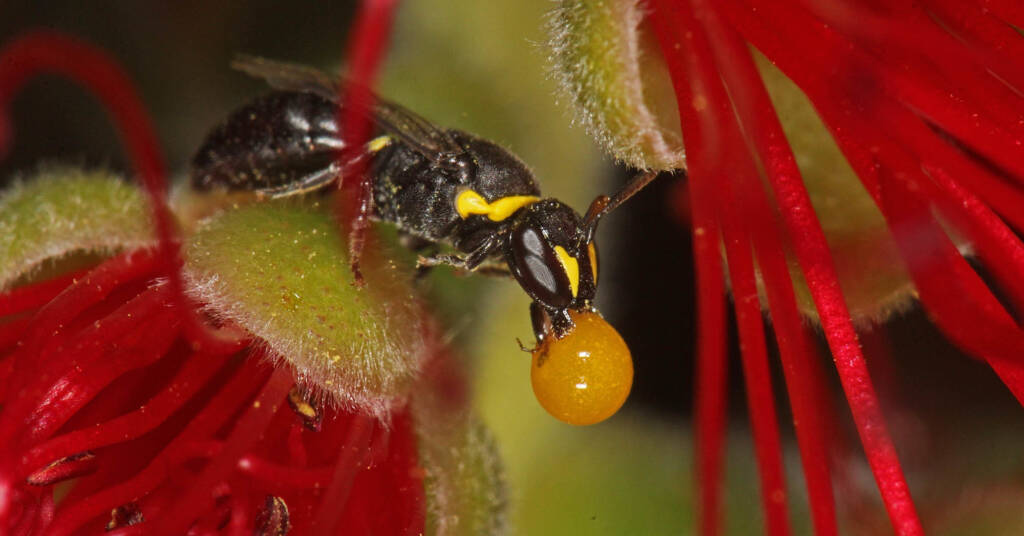 Hylaeus (Gnathoprosopis) euxanthus bubbling Ballandean QLD © Marc Newman
