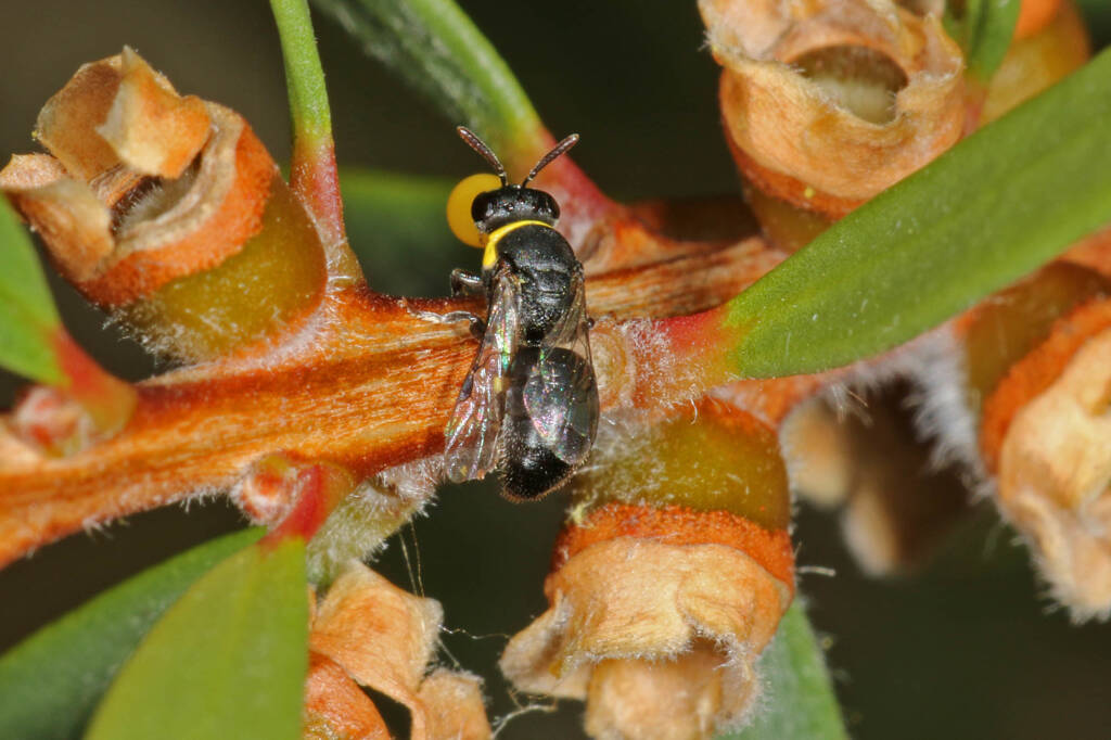 Hylaeus (Gnathoprosopis) euxanthus bubbling © Marc Newman