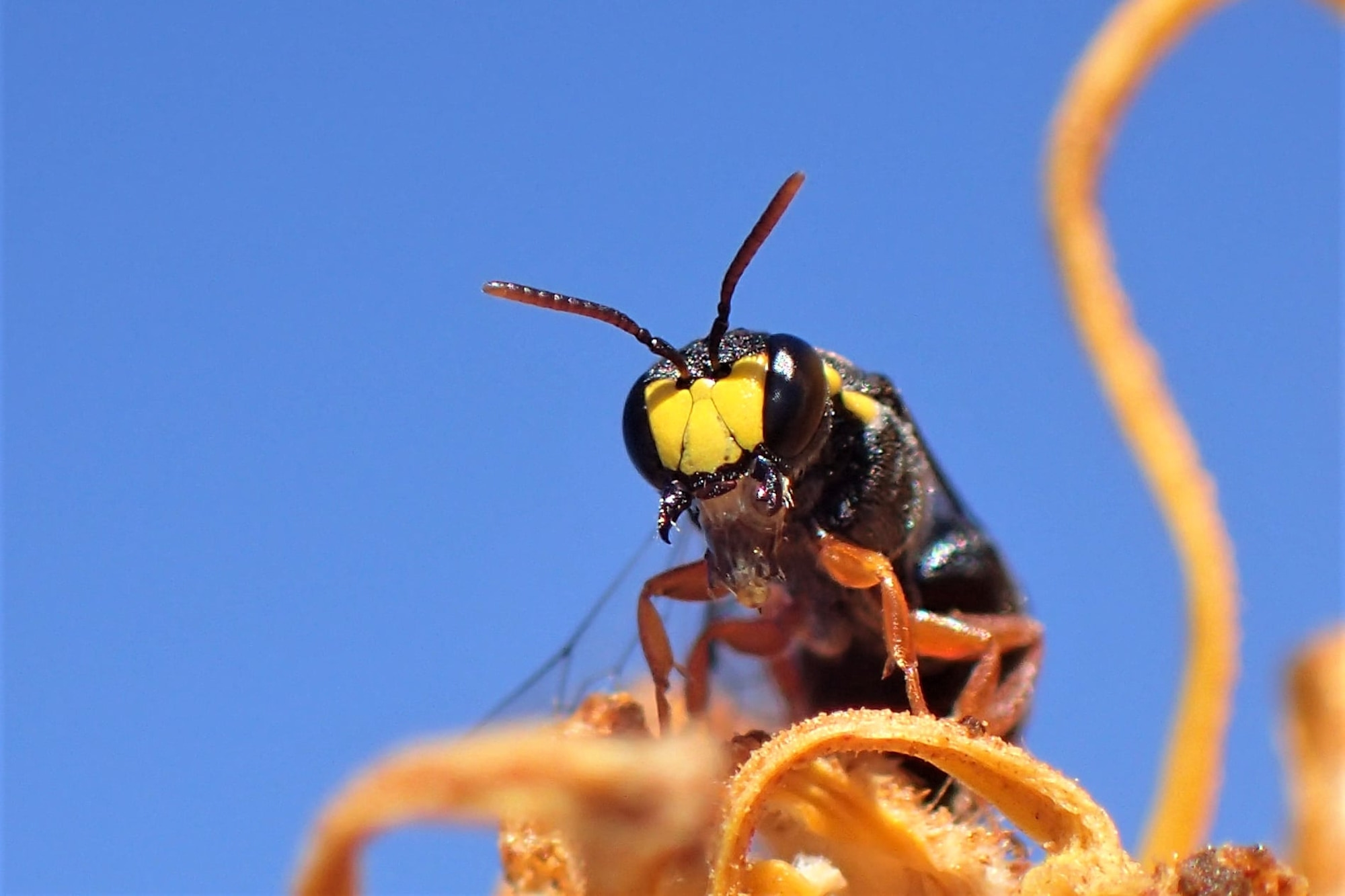 Hylaeus (Hylaeteron) douglasi © Gary Taylor