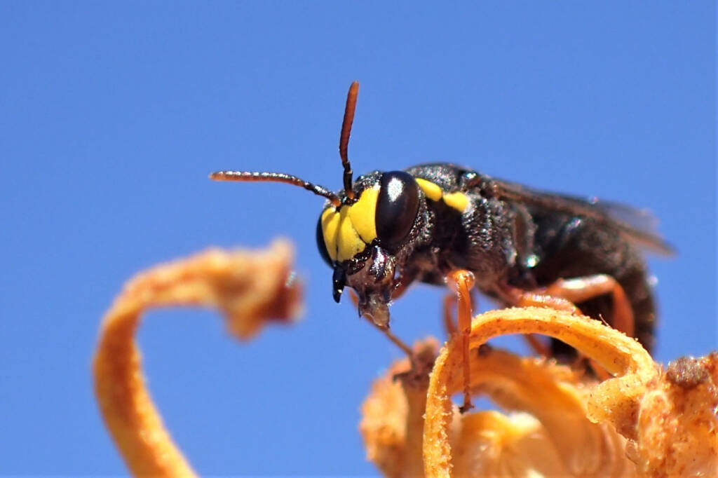 Hylaeus (Hylaeteron) douglasi © Gary Taylor