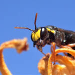 Hylaeus (Hylaeteron) douglasi © Gary Taylor