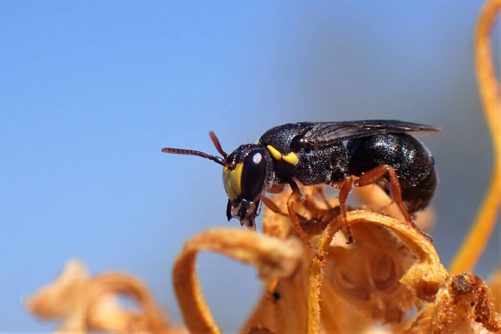 Hylaeus (Hylaeteron) douglasi © Gary Taylor