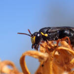 Hylaeus (Hylaeteron) douglasi © Gary Taylor