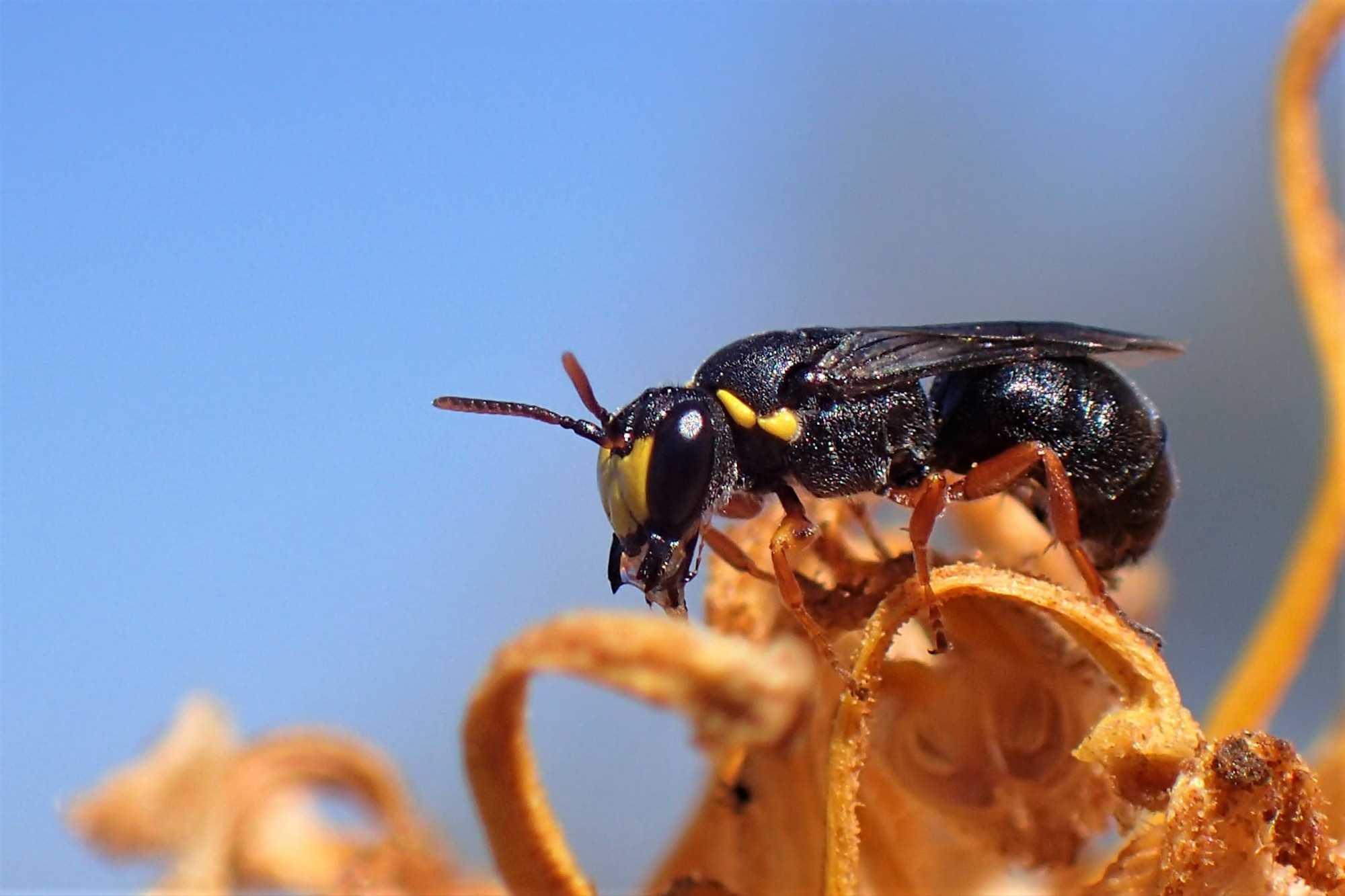 Hylaeus (Hylaeteron) douglasi © Gary Taylor