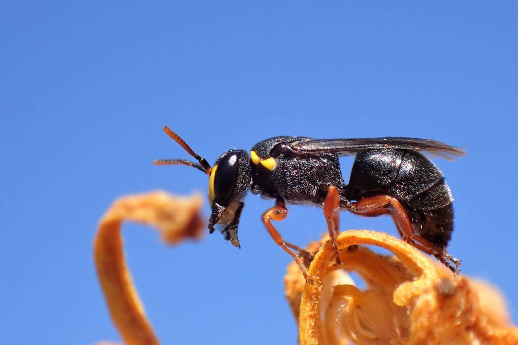 Hylaeus (Hylaeteron) douglasi © Gary Taylor