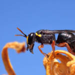 Hylaeus (Hylaeteron) douglasi © Gary Taylor