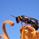 Hylaeus (Hylaeteron) douglasi © Gary Taylor